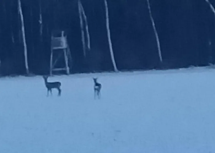 Przy Lesie Dom wakacyjny *